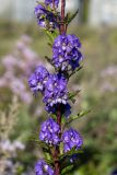 Aconitum kusnezoffii. Генеративный побег в средней части. Приморский край, Спасский р-н, окр. ж.-д. ст. Кнорринг, на лугу. 15.09.2026.