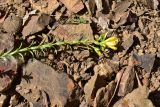 Hypericum orientale. Верхушка сорванного цветущего растения. Турция, ил Артвин, р-н Юсуфели, 400 м ниже дер. Гюльпынар, выс. 1520 м н.у.м., на склоне. 13 июня 2026 г.