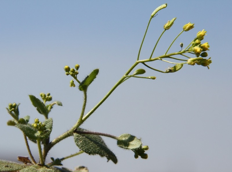 Image of Draba nemorosa specimen.