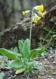 Primula macrocalyx. Цветущее растение. Крым, окр. родника Ай-Алексий. 04.05.2011.