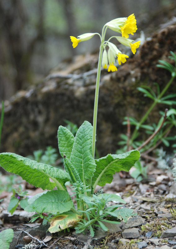 Image of Primula macrocalyx specimen.