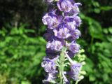 Delphinium fissum