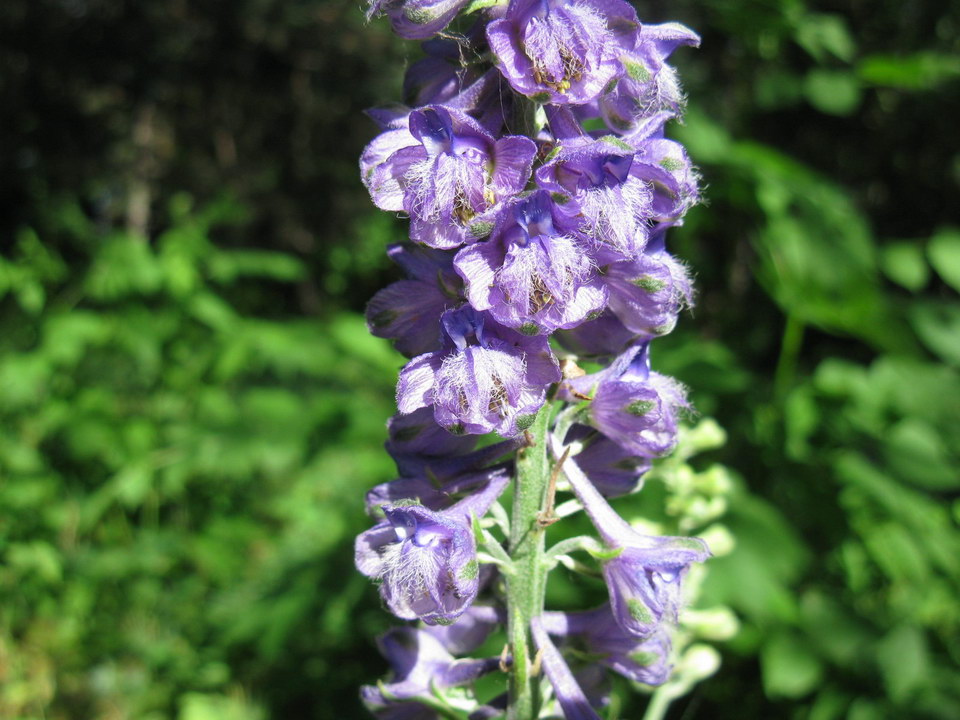 Image of Delphinium fissum specimen.