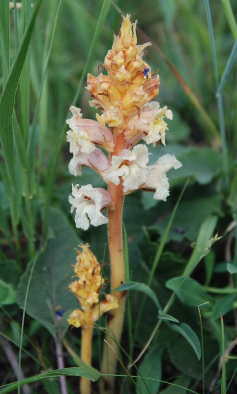 Изображение особи Orobanche alba.