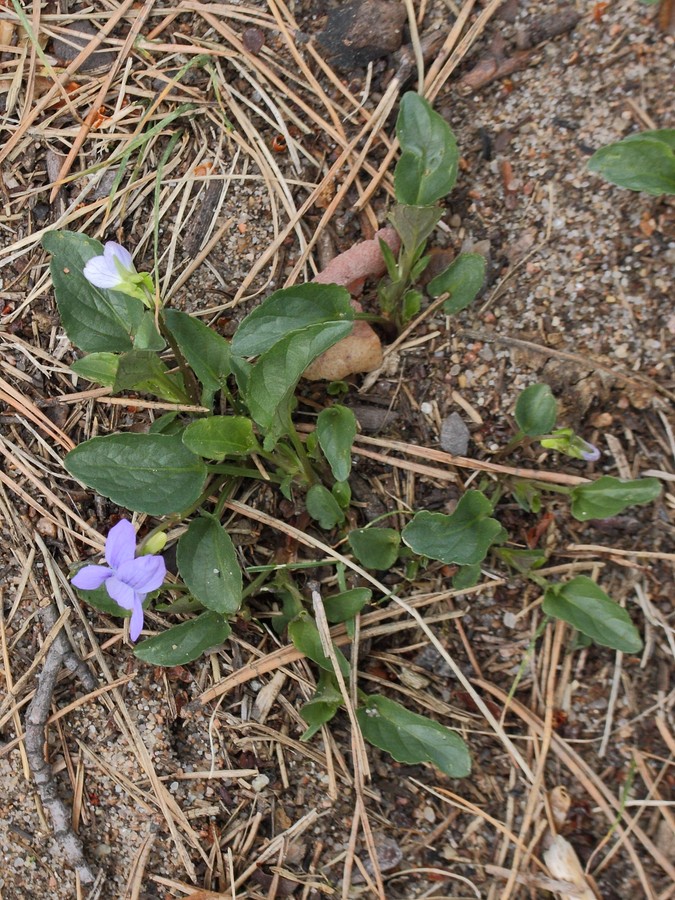 Image of Viola canina specimen.