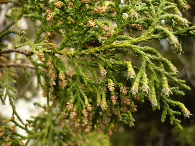 Image of Platycladus orientalis specimen.