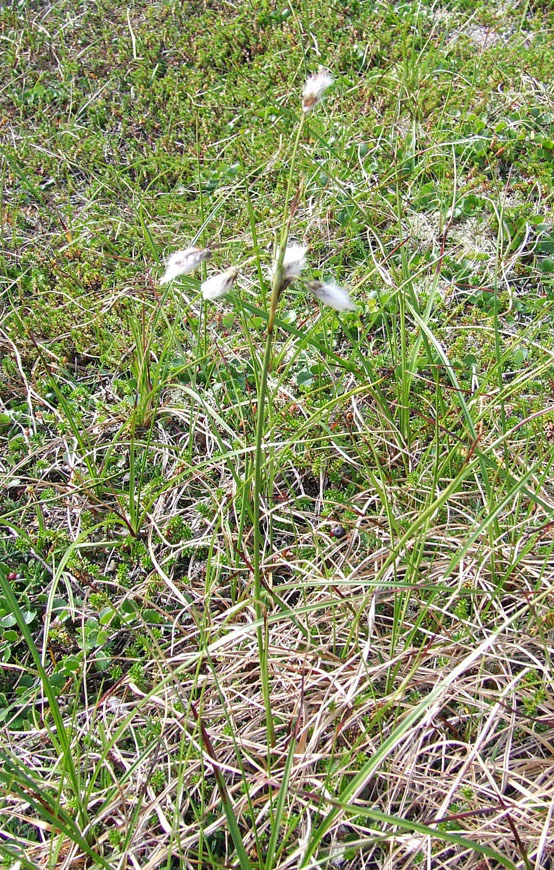 Изображение особи Eriophorum angustifolium.