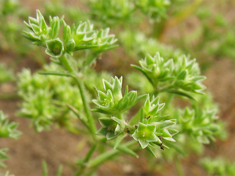 Image of Scleranthus annuus specimen.