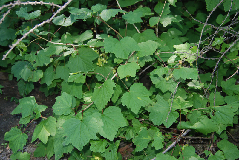 Image of Ribes triste specimen.