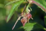 Image of taxon representative. Author is Виталий Гуменюк