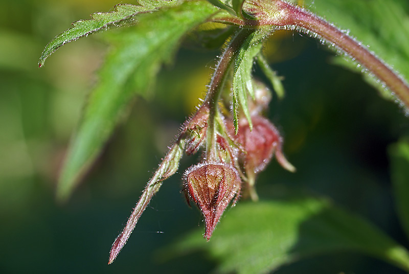 Image of Geum rivale specimen.