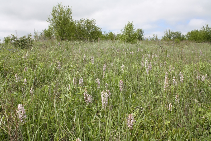 Image of Orchis simia specimen.