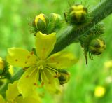 Agrimonia eupatoria. Средняя часть соцветия. Ярославская обл., Угличский р-н, дер. Масальское, берег р. Корожечна. 24.06.2011.