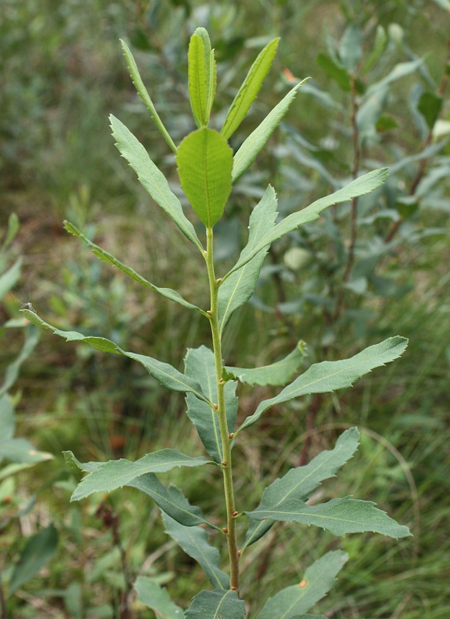 Изображение особи Myrica gale.