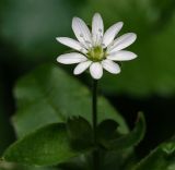 Myosoton aquaticum