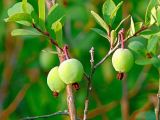 Vaccinium uliginosum. Верхушка растения с незрелыми плодами. Московская обл., Одинцовский р-н, оз. Полецкое, заболоченный берег. 30.06.2011.