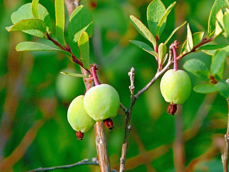 Изображение особи Vaccinium uliginosum.