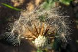Taraxacum hybernum