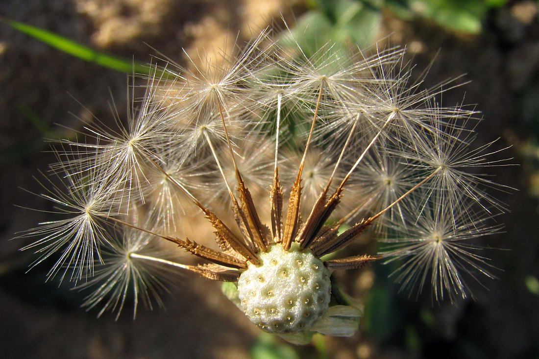 Image of Taraxacum hybernum specimen.