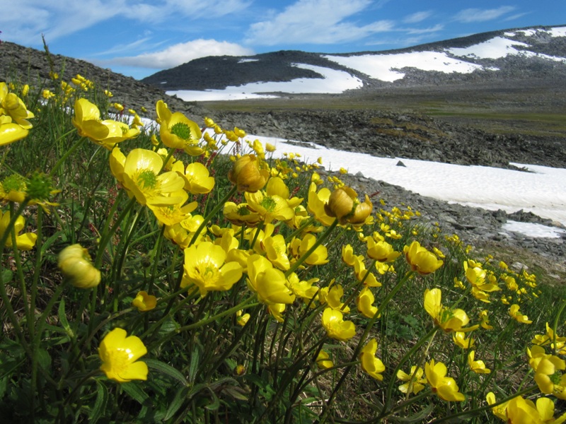 Изображение особи Ranunculus propinquus.