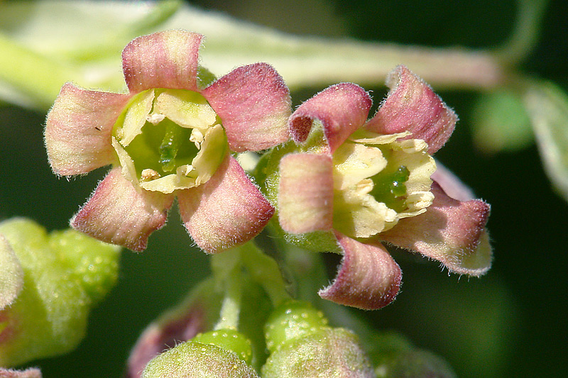 Image of Ribes nigrum specimen.