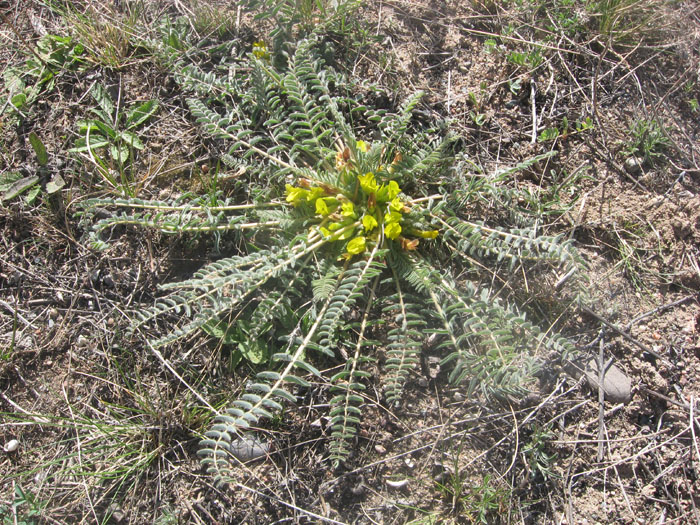 Изображение особи Astragalus issykkulensis.