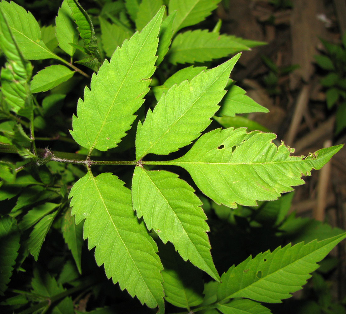 Изображение особи Bidens frondosa.