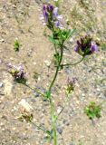 Medicago sativa