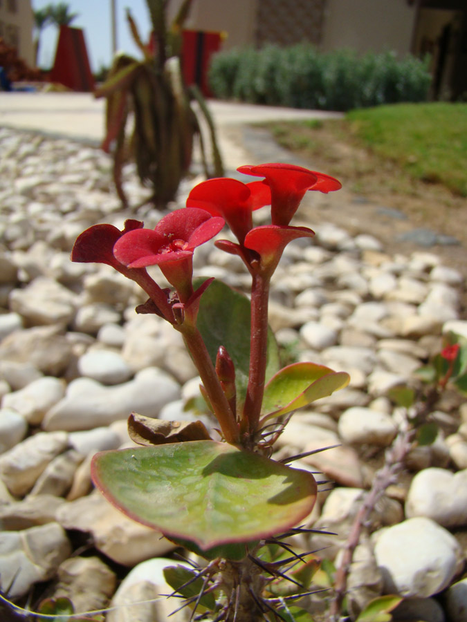 Image of Euphorbia splendens specimen.