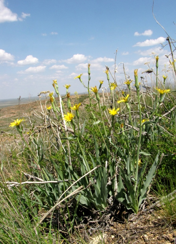 Image of Scorzonera crispa specimen.