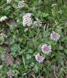 Noccaea caerulescens