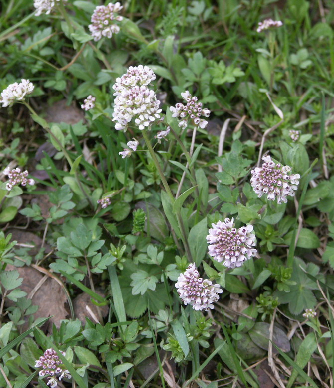 Изображение особи Noccaea caerulescens.