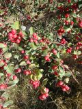 genus Cotoneaster