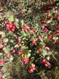 Cotoneaster