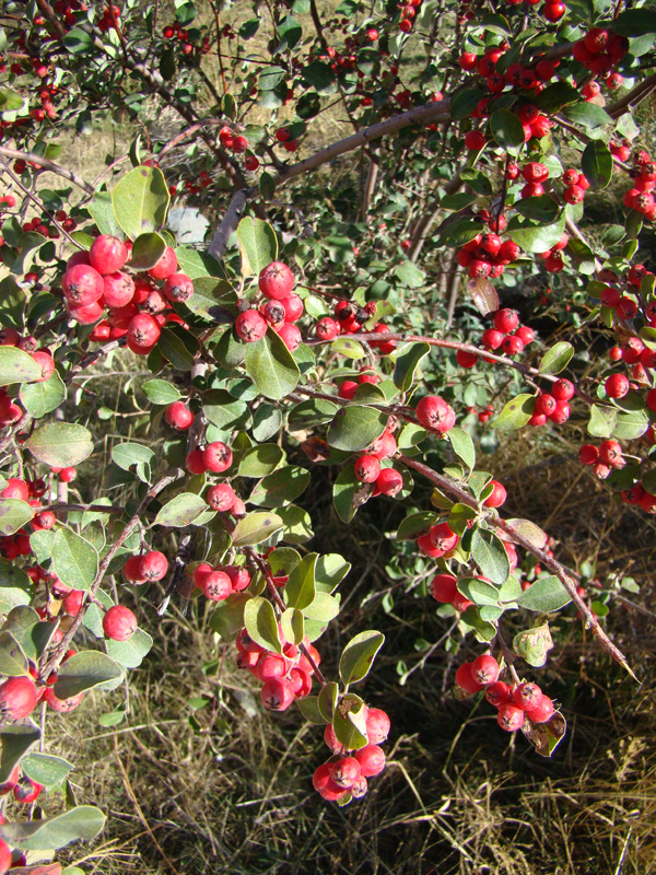 Image of genus Cotoneaster specimen.