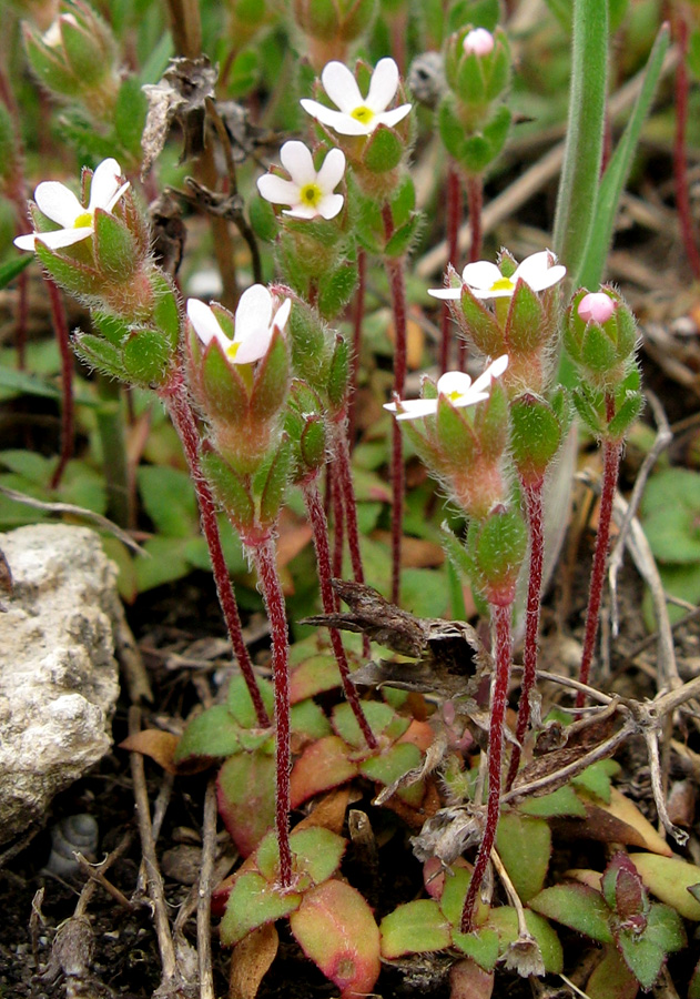 Image of Androsace maxima specimen.