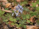 Corydalis разновидность pectinata