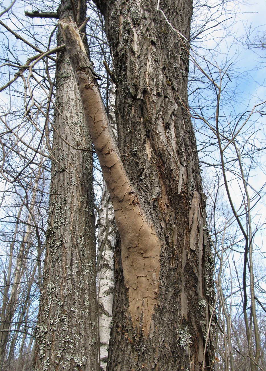 Image of Salix pentandra specimen.