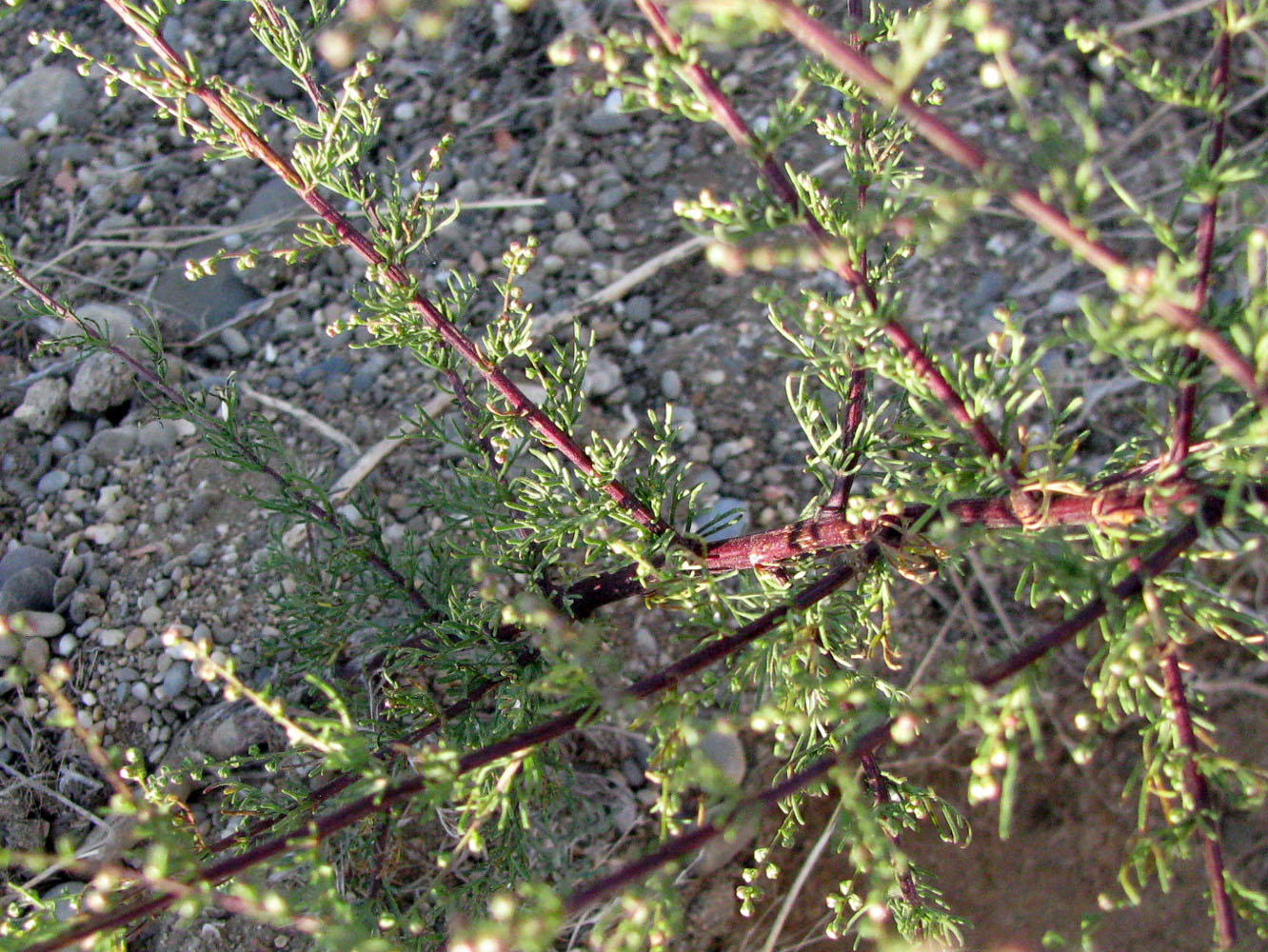 Изображение особи Artemisia scoparia.