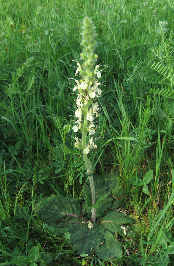 Image of Salvia austriaca specimen.