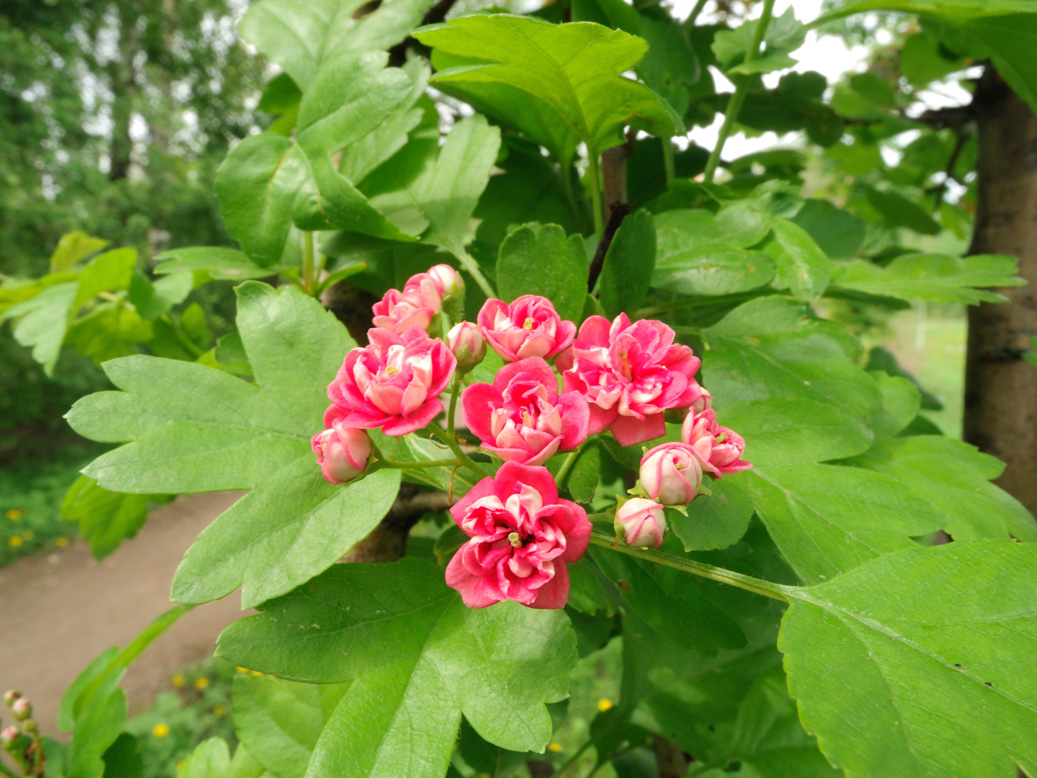 Image of Crataegus &times; media specimen.