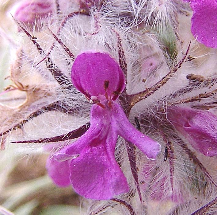 Изображение особи Stachys lavandulifolia.