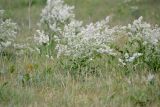 Lepidium latifolium