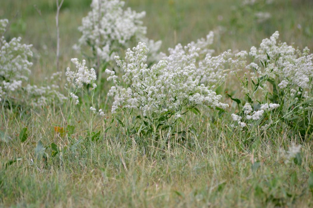 Изображение особи Lepidium latifolium.