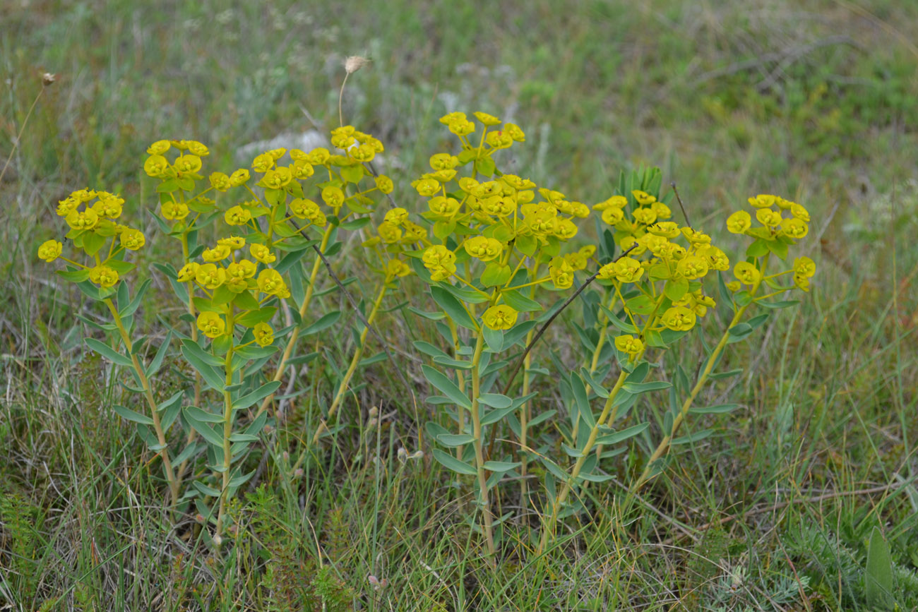 Изображение особи Euphorbia goldei.