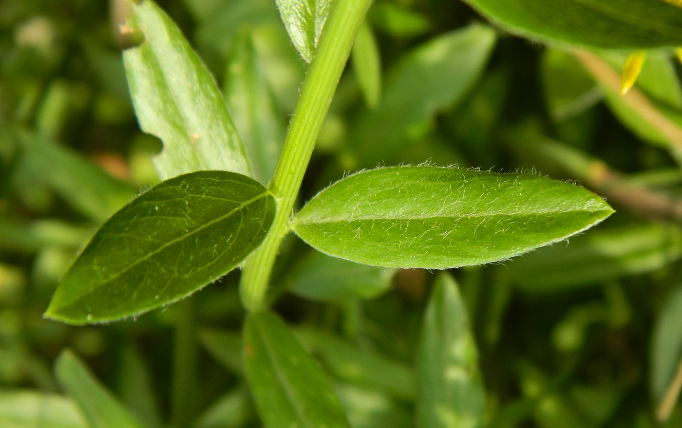 Изображение особи Genista tinctoria.