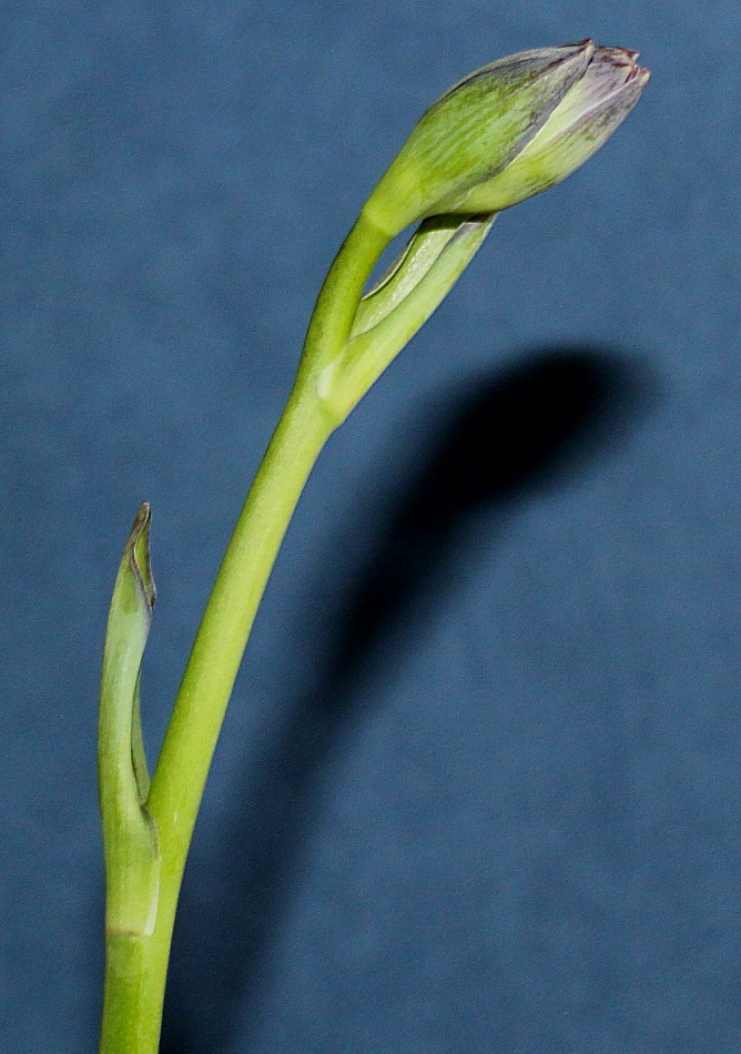 Image of Hosta sieboldiana specimen.