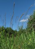 Festuca rubra