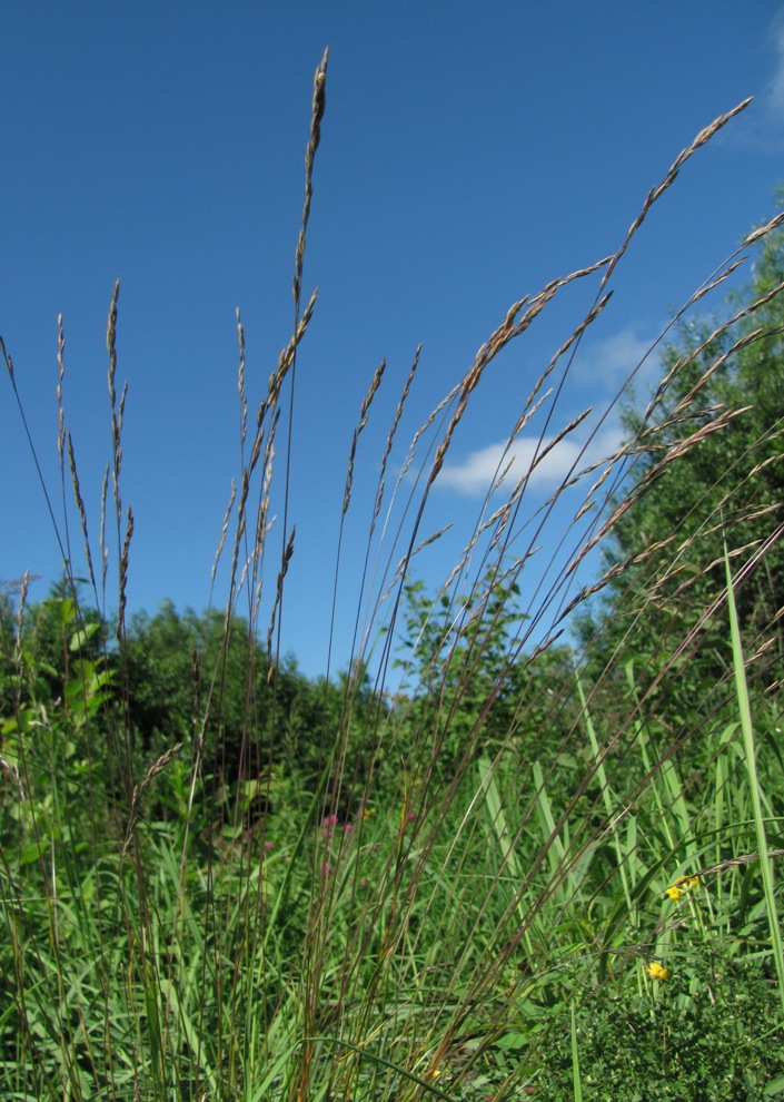 Image of Festuca rubra specimen.