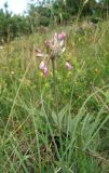 Allium paniculatum. Цветущее растение. Крым, Ялтинская яйла. 15 июля 2012 г.